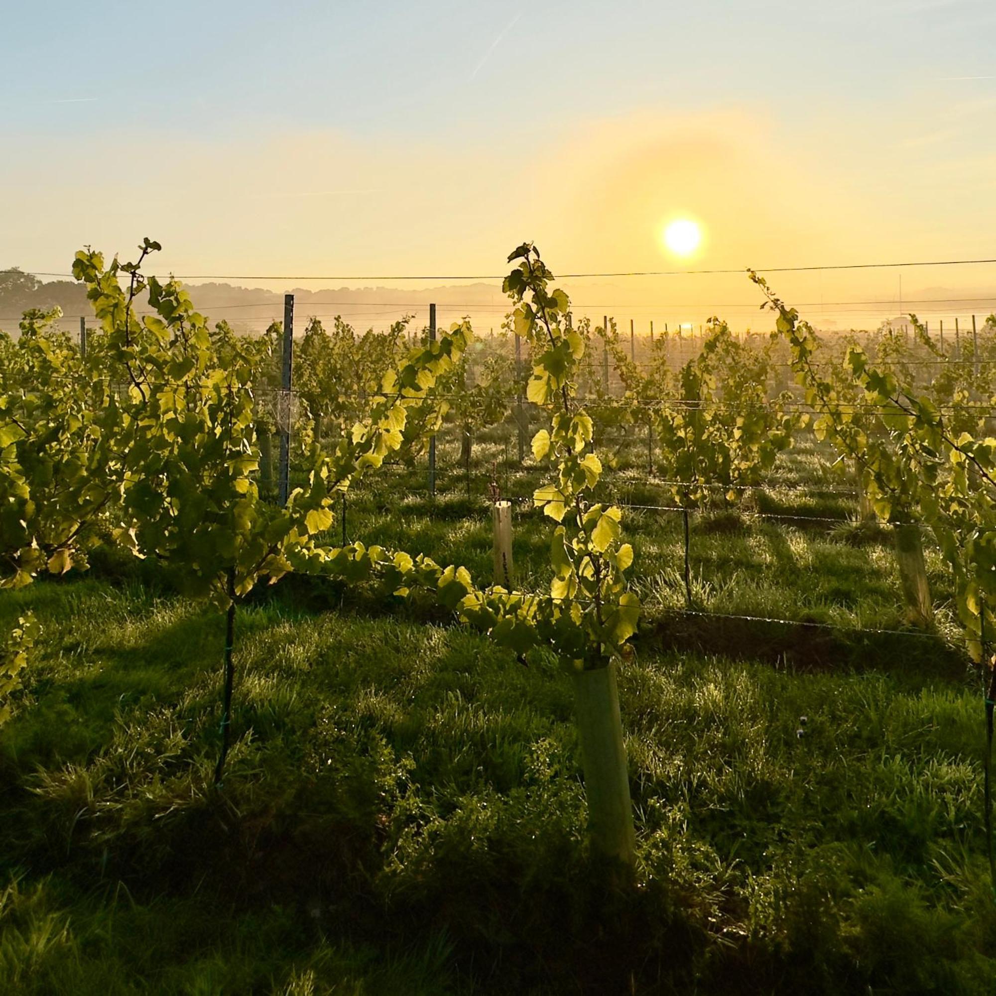 Vila Pinkmead Estate And Vineyard Osborne  Exteriér fotografie